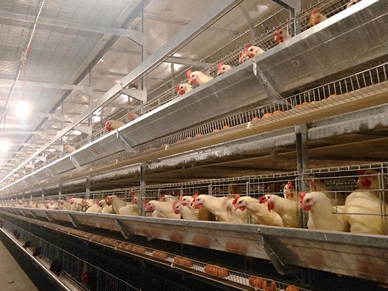 Cascading automatic breeder chicken feeding equipment