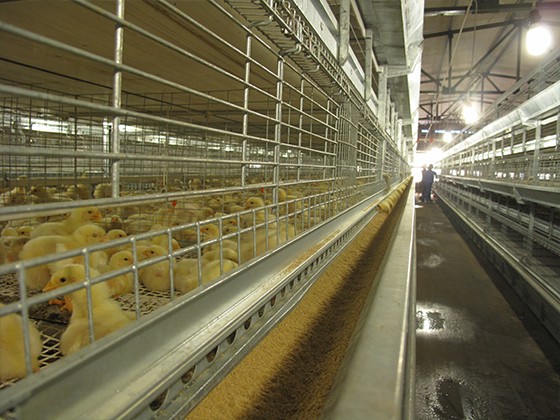 Cascading automatic broiler breeding equipment