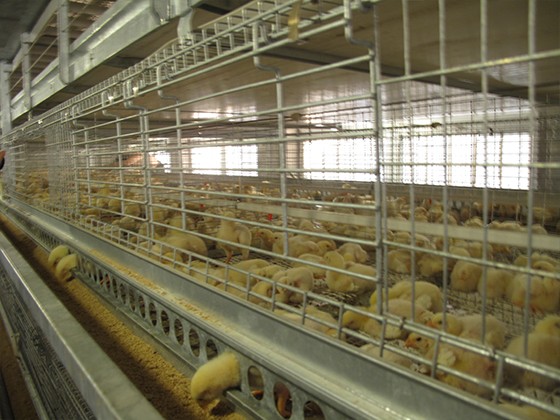Cascading automatic broiler breeding equipment