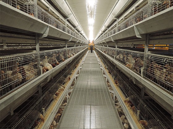 Cascading automatic laying hen feeding equipment
