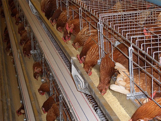 Ladder series feeding equipment