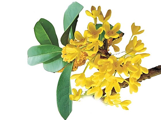 Osmanthus Flavor	