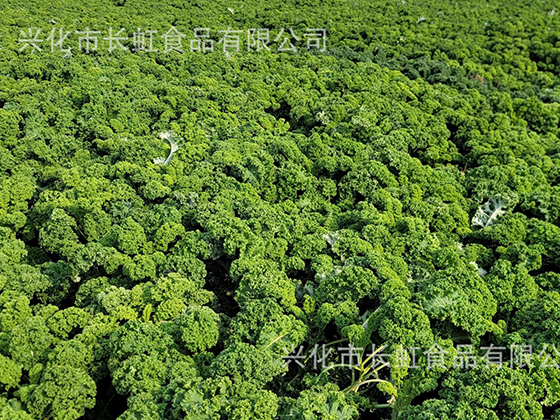 Kale Powder
