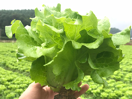 Gaoha Lettuce seed
