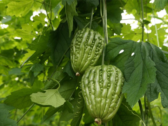 Xiangjiang Dading Bitter Melon seed