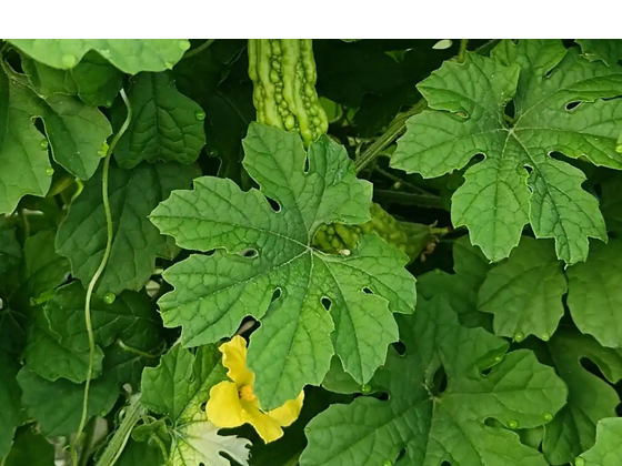 Tailai Stone Bitter Melon seed