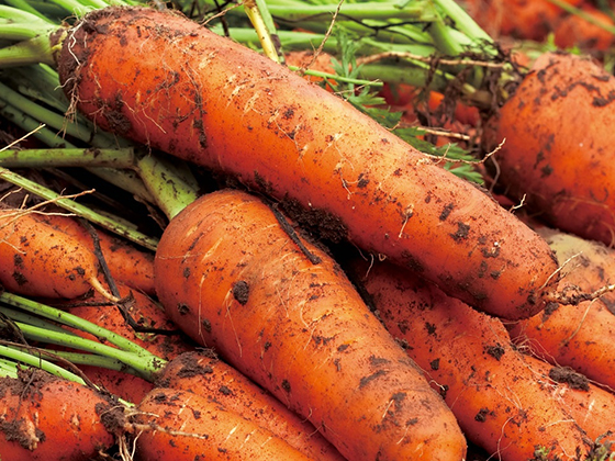 Jeju Island Premium Three-Red Seven-Inch Carrot  seed