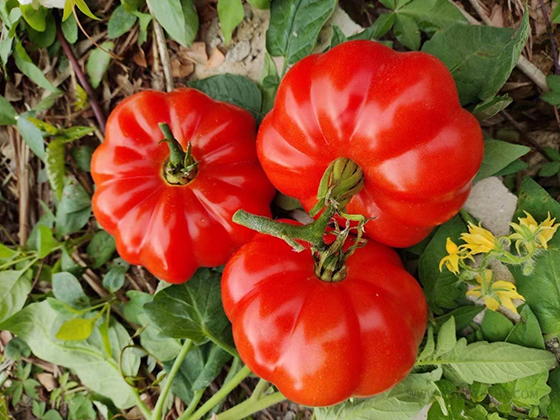 Linong Water Chestnut Tomato seed