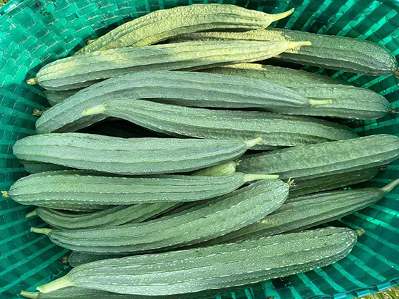 Qiumanlou 308 Spotted Luffa seed