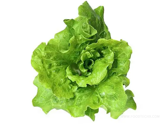 Gaoha Lettuce seed