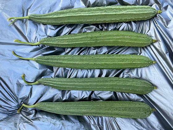 Qiumanlou 308 Spotted Luffa seed