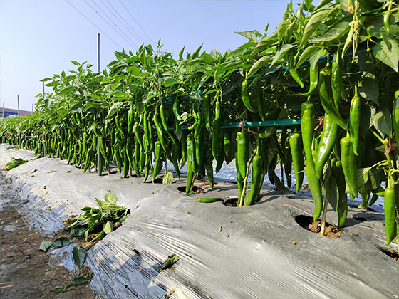 Chili  seed