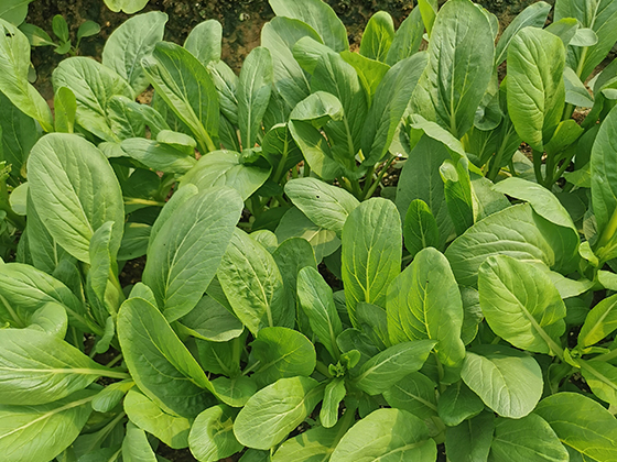 Luxiu Four-Season Pointed-Leaf Glossy Green Choy Sum seed