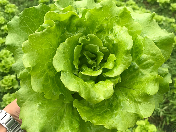 Gaoha Lettuce seed