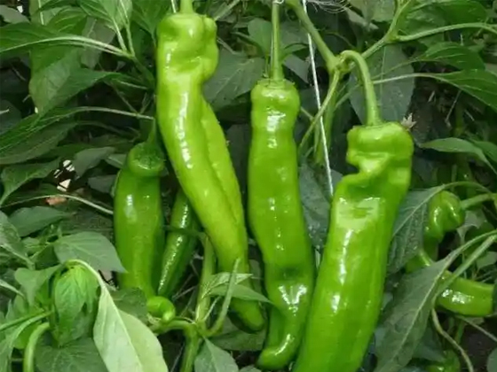 Chili  seed