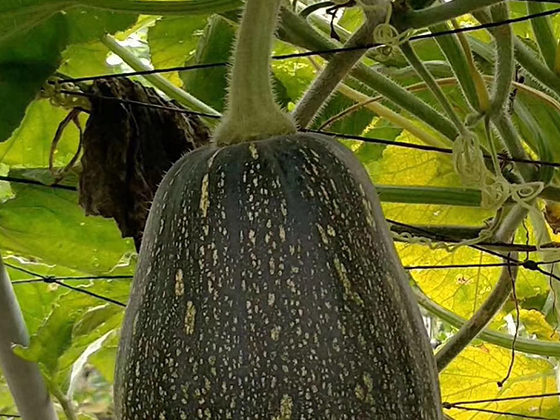 Xiangxiang Pumpkin F1  seed