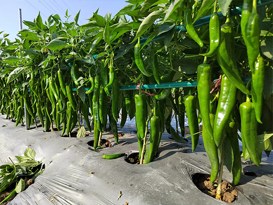 Chili  seed