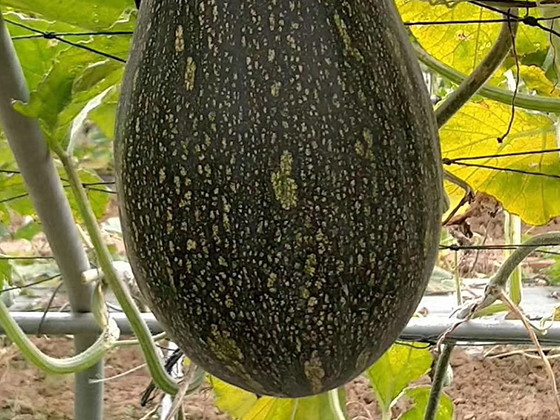 Xiangxiang Pumpkin F1  seed