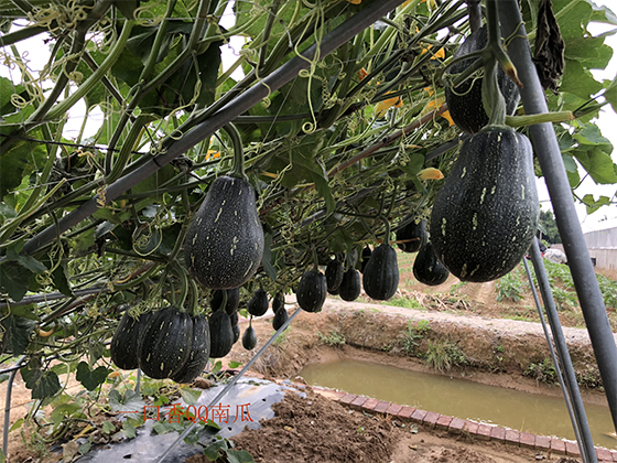 Xiangxiang Pumpkin F1  seed