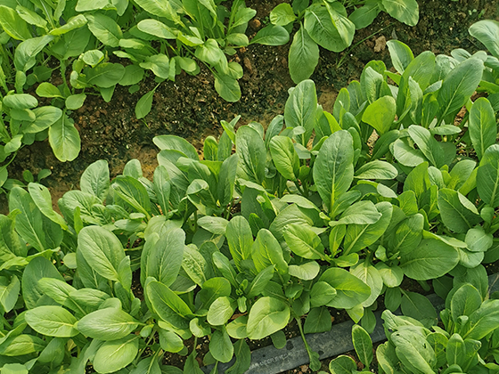 Luxiu Four-Season Pointed-Leaf Glossy Green Choy Sum seed