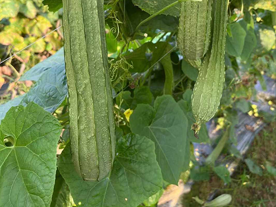 Qiumanlou 308 Spotted Luffa seed