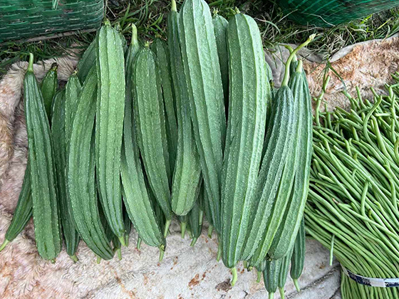 Qiumanlou 308 Spotted Luffa seed