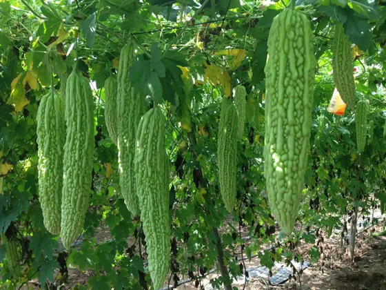 Tailai Stone Bitter Melon seed