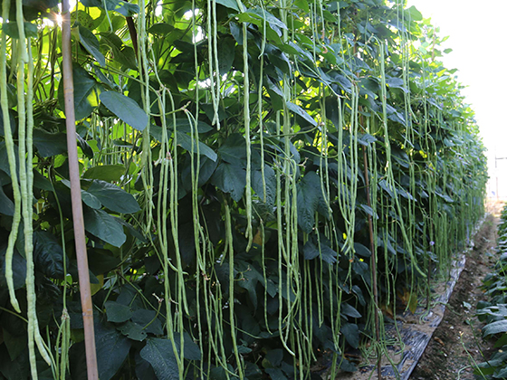 Changjiang No.7 Yardlong Bean seed