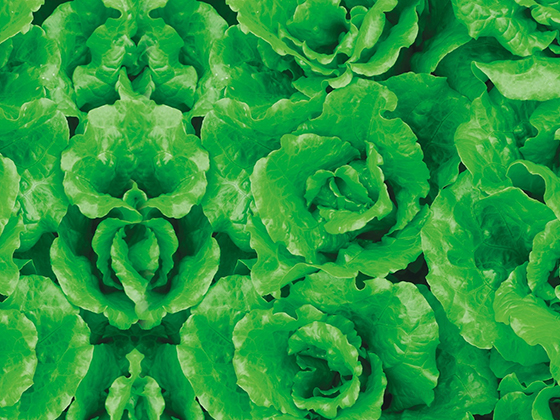 Gaoha Lettuce seed