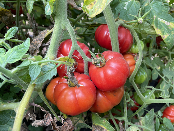 Linong Water Chestnut Tomato seed