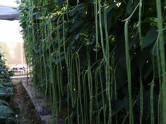 Changjiang No.7 Yardlong Bean seed
