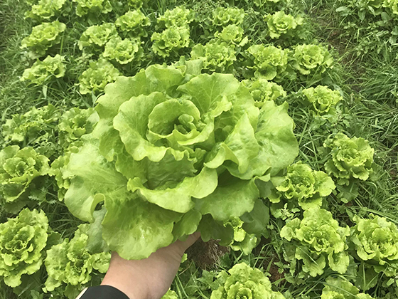 Gaoha Lettuce seed