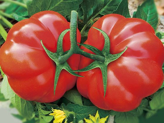 Linong Water Chestnut Tomato seed