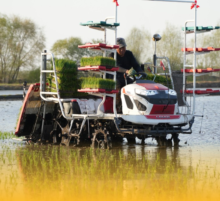 YA6PLUS Ride-on high-speed rice transplanter 2ZG-6A30/30A/30B