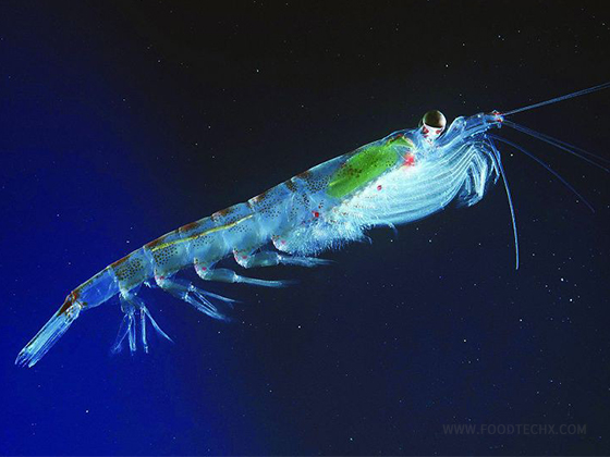 High Astaxanthin Krill Oil Supplement