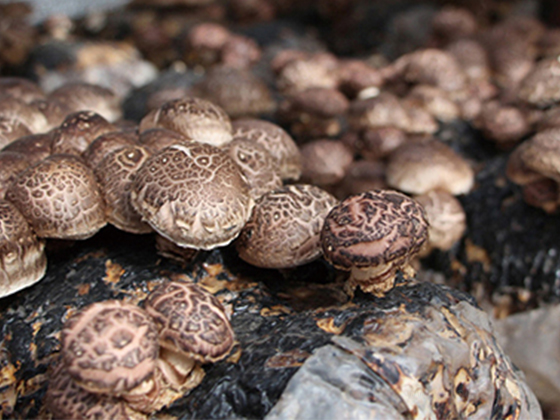 Mushroom concentrated juice