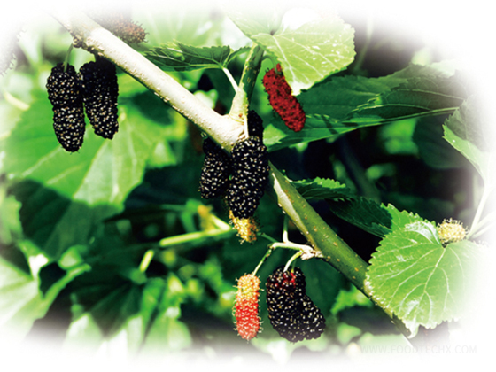 Mulberry puree