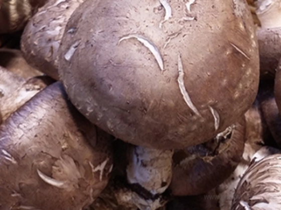 Mushroom concentrated juice