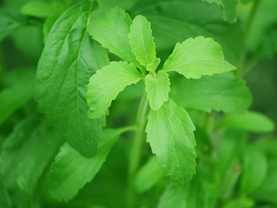 Stevia Extract